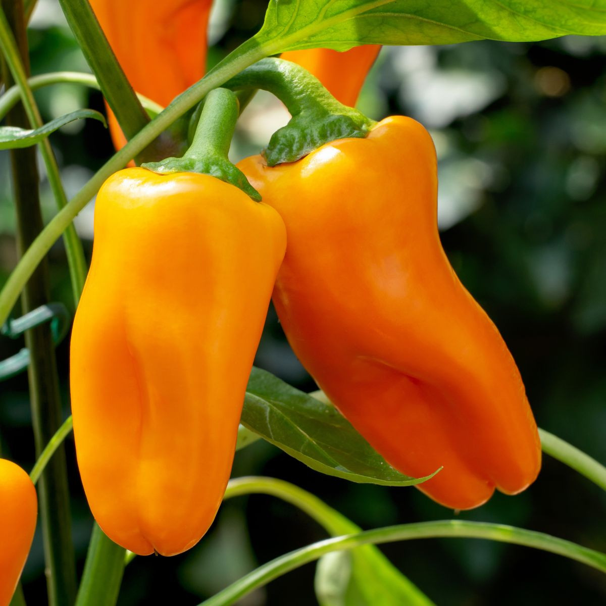 BIO Paprika Flynn F1 - Capsicum annuum - bio semena papriky - 6 ks
