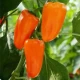 BIO Paprika Flynn F1 - Capsicum annuum - bio semena papriky - 6 ks