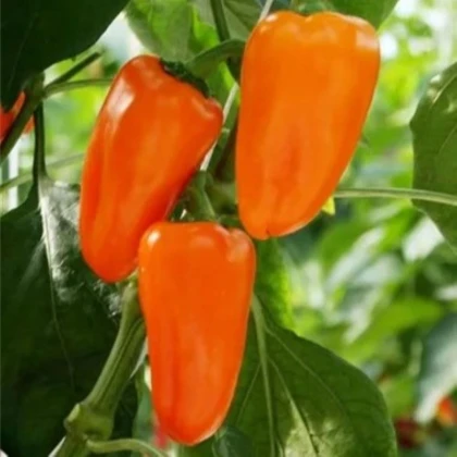 BIO Paprika Flynn F1 - Capsicum annuum - bio semena papriky - 6 ks