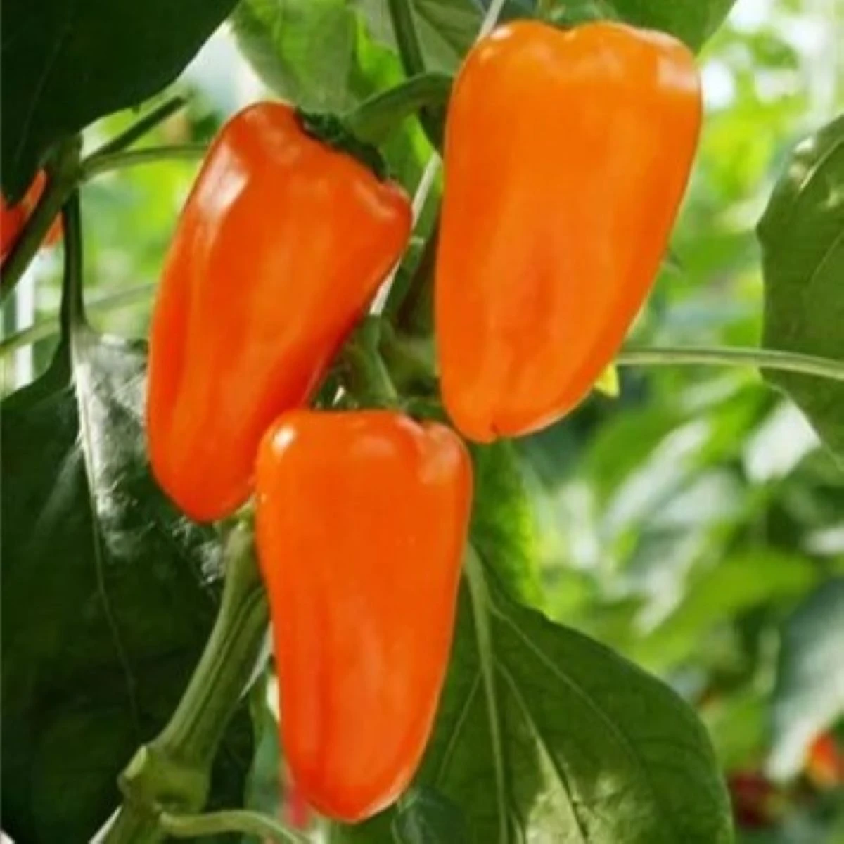 BIO Paprika Flynn F1 - Capsicum annuum - bio semena papriky - 6 ks