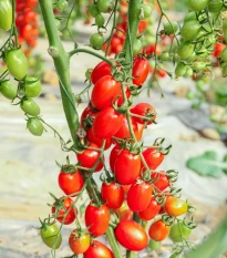 Rajče Perlino červené F1 - Solanum lycopersicum - semena rajčete - 6 ks