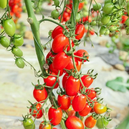 Rajče Perlino červené F1 - Solanum lycopersicum - semena rajčete - 6 ks