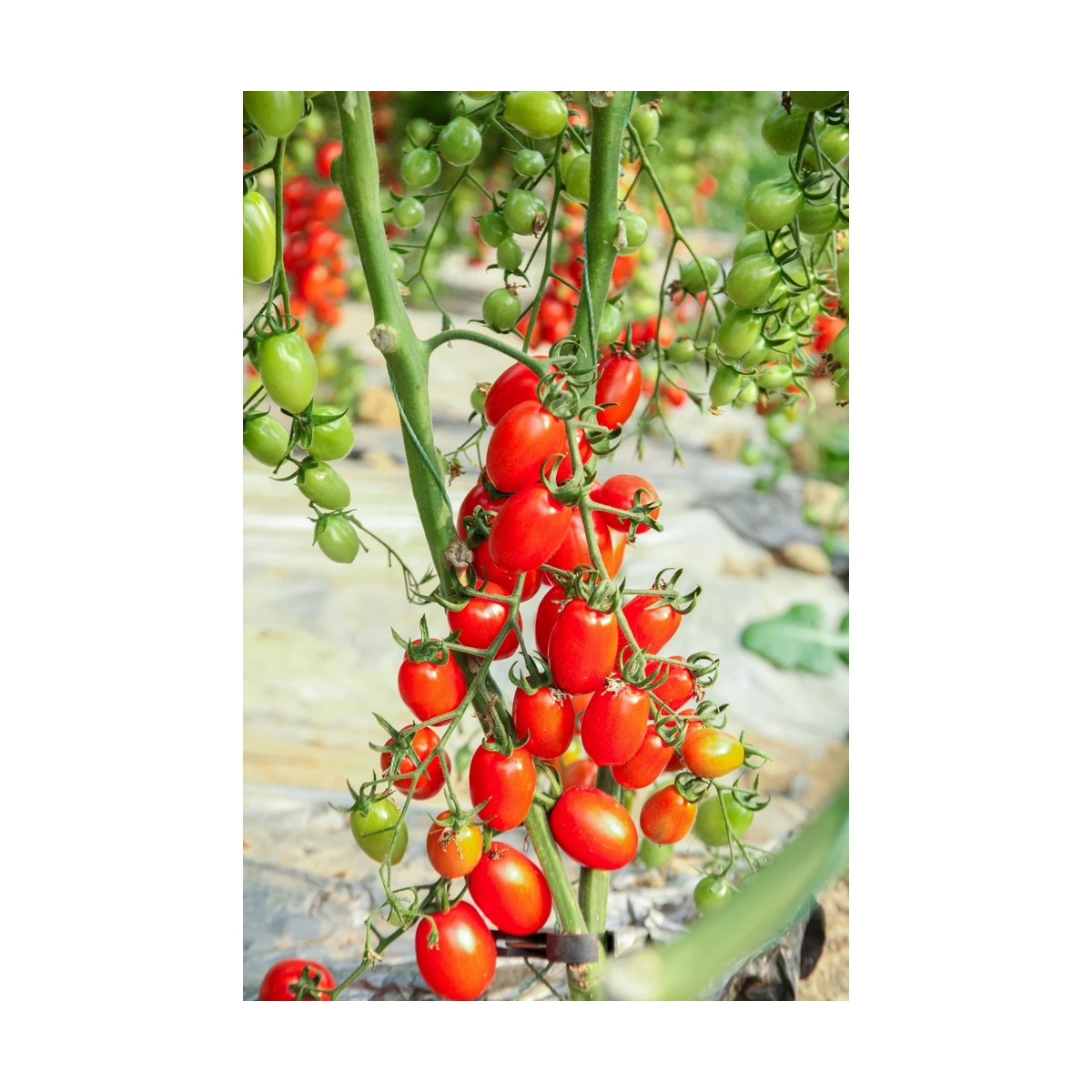 Rajče Perlino červené F1 - Solanum lycopersicum - semena rajčete - 6 ks