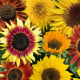 Slunečnice Fantazie Mix F1 - Helianthus annuus - semena slunečnice - 6 ks
