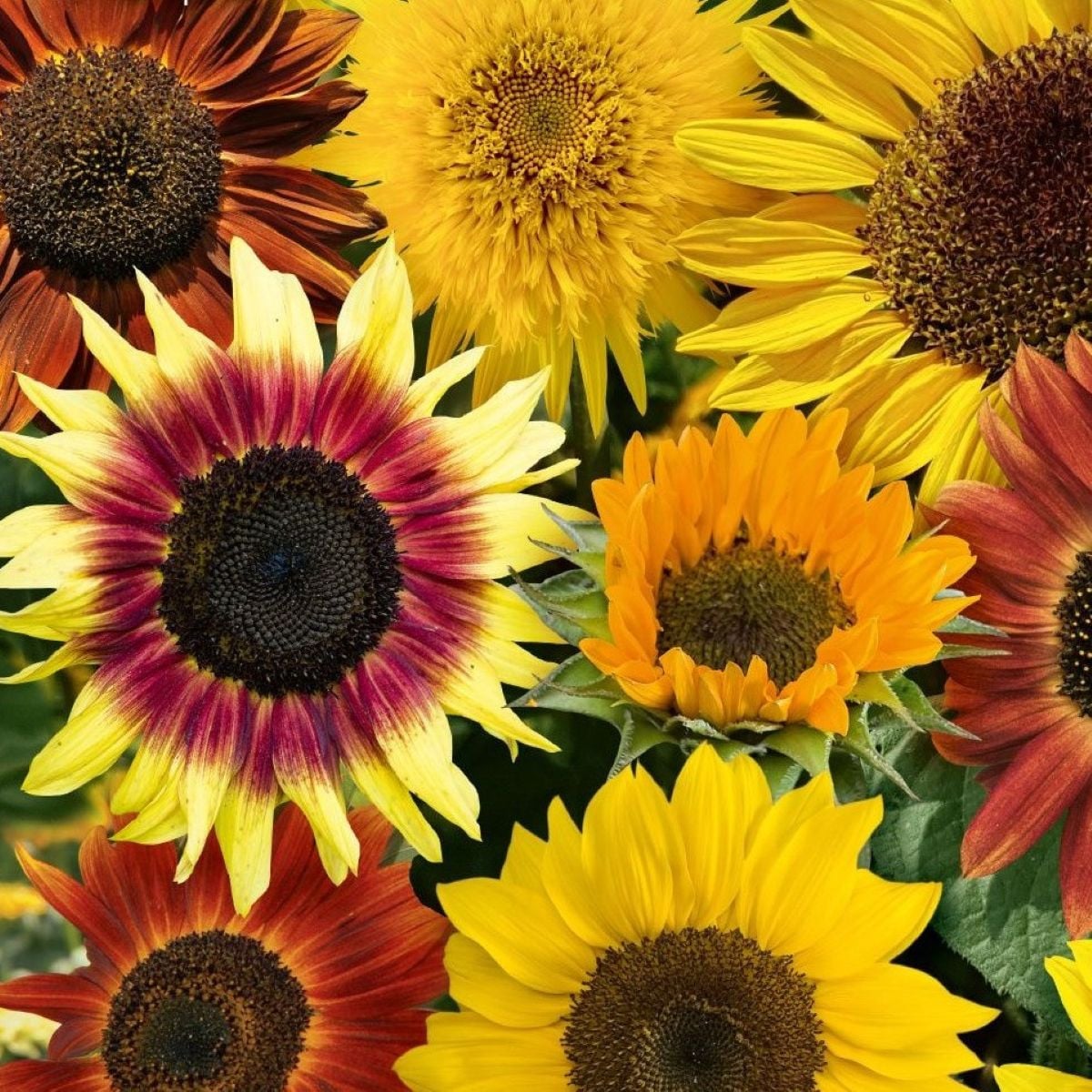 Slunečnice Fantazie Mix F1 - Helianthus annuus - semena slunečnice - 6 ks