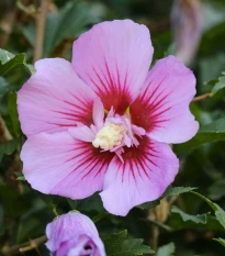 Ibišek syrský Rose of Sharon - Hibiscus syriacus - semena ibišku - 12 ks