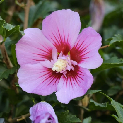 Ibišek syrský Rose of Sharon - Hibiscus syriacus - semena ibišku - 12 ks