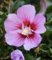 Ibišek syrský Rose of Sharon - Hibiscus syriacus - semena ibišku - 12 ks