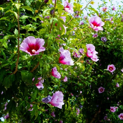 Ibišek syrský Rose of Sharon - Hibiscus syriacus - semena ibišku - 12 ks