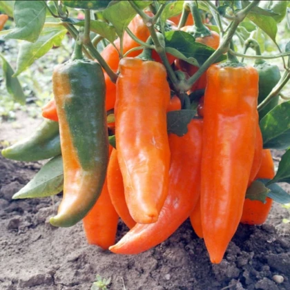 Paprika roční Timia - Capsicum annuum - semena papriky - 30 ks