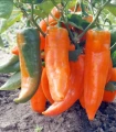 Paprika roční Timia - Capsicum annuum - semena papriky - 30 ks