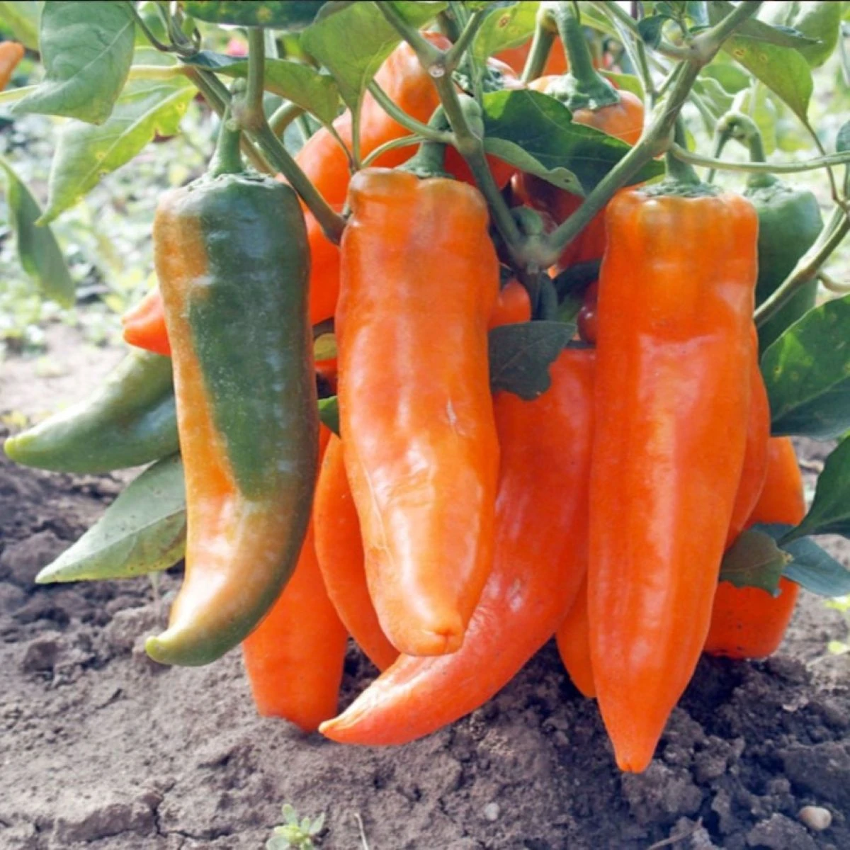 Paprika roční Timia - Capsicum annuum - semena papriky - 30 ks