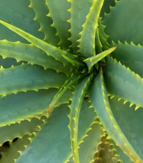 Aloe vera - Barbadensis miller - semena aloe - 6 ks