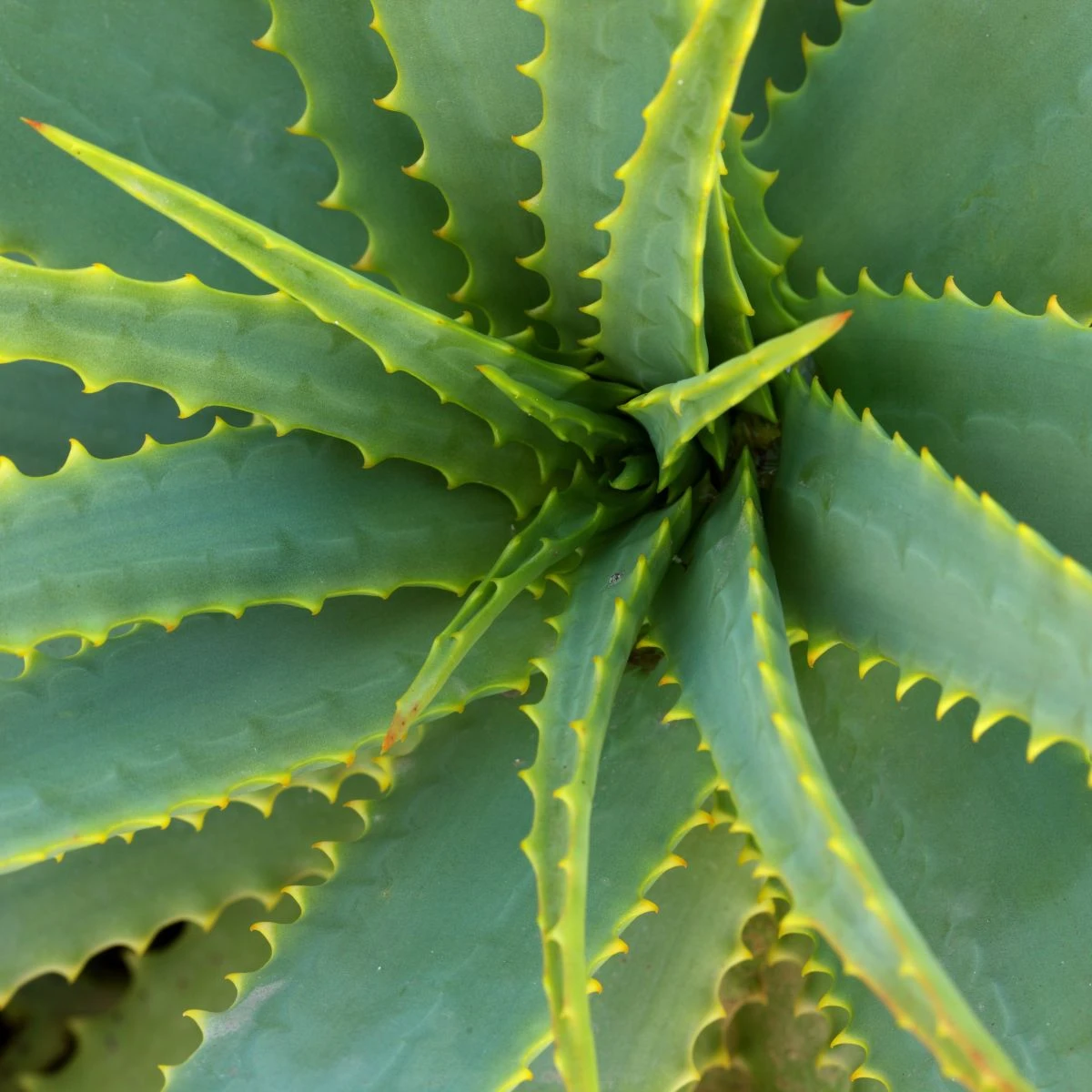 Aloe vera - Barbadensis miller - semena aloe - 6 ks