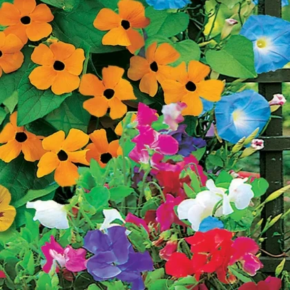 Květinová směs - Zelená zástěna - Sperli