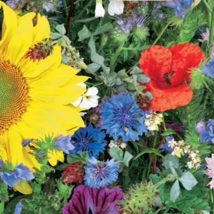 Květinová směs - Včelí zahrada - Sperli - 1 ks