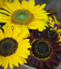 Slunečnice Formular Mix F1 - Helianthus annuus - semena slunečnice - 6 ks