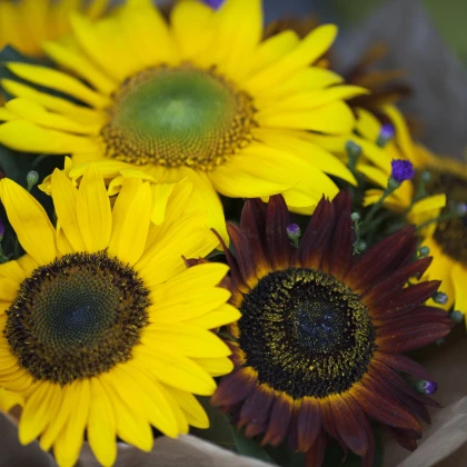 Slunečnice Formular Mix F1 - Helianthus annuus - semena slunečnice - 6 ks