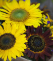 Slunečnice Formular Mix F1 - Helianthus annuus - semena slunečnice - 6 ks