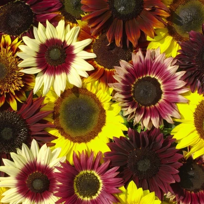 Slunečnice Formular Mix F1 - Helianthus annuus - semena slunečnice - 6 ks