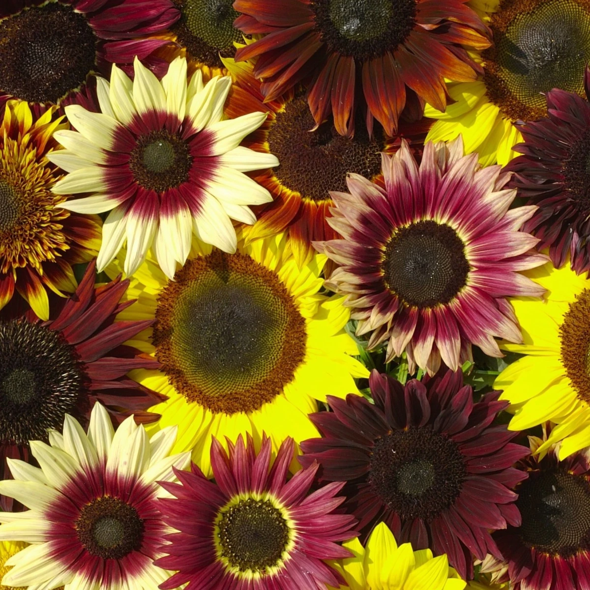 Slunečnice Formular Mix F1 - Helianthus annuus - semena slunečnice - 6 ks