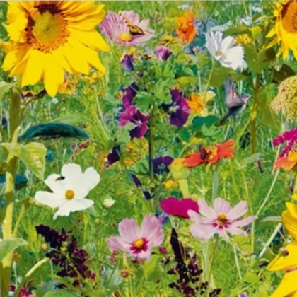 Květinová směs - Ptačí ostrov - Sperli - 1 ks – semena letniček