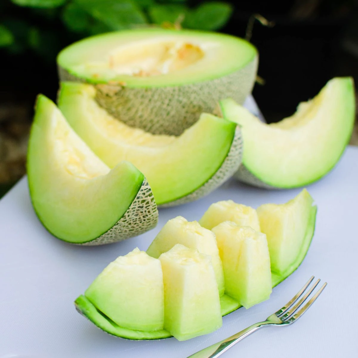 Meloun Tenor F1 - Cucumis melo - semena melounu - 6 ks