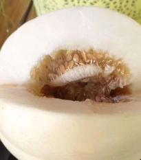 Meloun cukrový Kiku - Cucumis melo - semena melounu - 6 ks