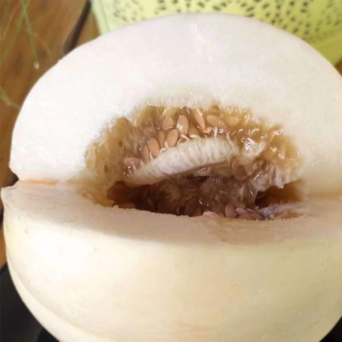 Meloun cukrový Kiku - Cucumis melo - semena melounu - 6 ks