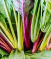 BIO Mangold Fireworks - Beta vulgaris - bio semena mangoldu - 45 ks