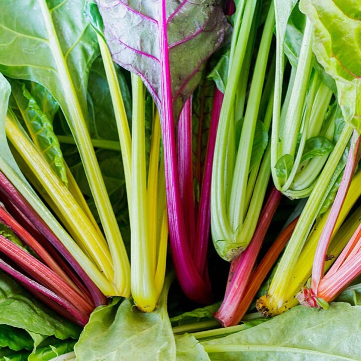 BIO Mangold Fireworks - Beta vulgaris - bio semena mangoldu - 45 ks