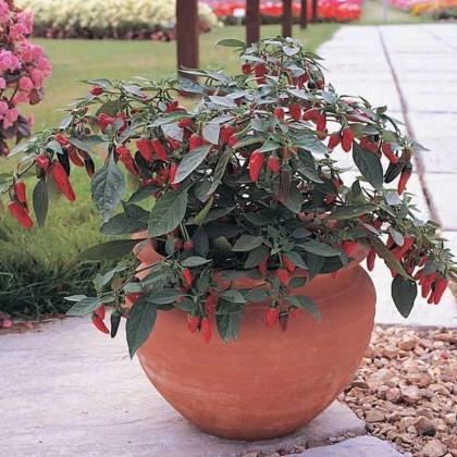 Chilli Apache F1 - Capsicum annuum - semena chilli - 5 ks