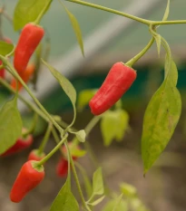 Chilli Apache F1 - Capsicum annuum - semena chilli - 5 ks