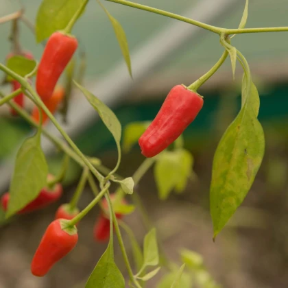Chilli Apache F1 - Capsicum annuum - semena chilli - 5 ks