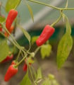Chilli Apache F1 - Capsicum annuum - semena chilli - 5 ks