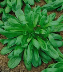 Kozlíček Large Leaved - Vallerianella locusta - semena polníčku - 150 ks