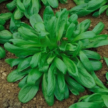 Kozlíček Large Leaved - Vallerianella locusta - semena polníčku - 150 ks