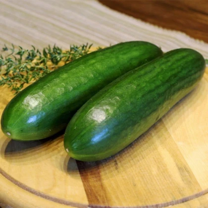 Mini okurka salátová La Diva - Cucumis sativus - semena okurky - 8 ks