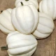 Tykev White Pearl - Cucurbita pepo - semena tykve - 6 ks