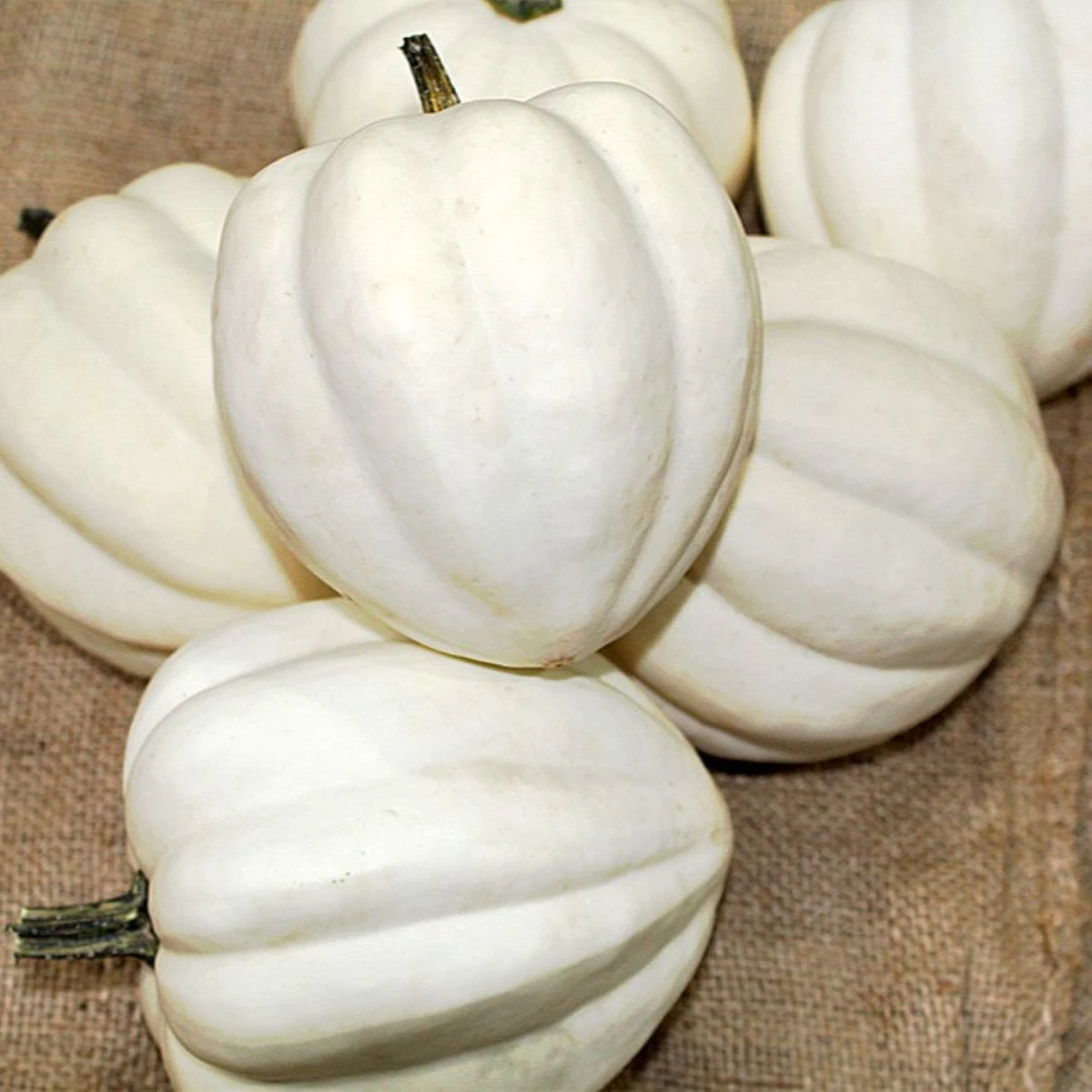 Tykev White Pearl - Cucurbita pepo - semena tykve - 6 ks
