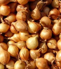 Cibule šalotka Mikor - Allium cepa - cibulky - 10 ks