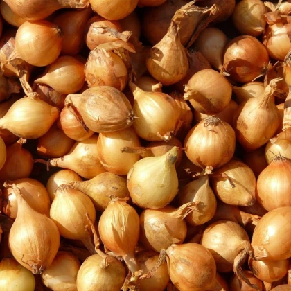 Cibule šalotka Mikor - Allium cepa - cibulky - 10 ks