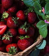 Jahodník Cherryberry - Fragaria ananassa - prostokořenné sazenice jahodníku - 2 ks