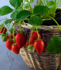 Jahodník převislý Pendula - Fragaria - prostokořenné sazenice jahodníku - 2 ks