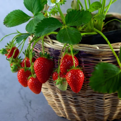 Jahodník převislý Pendula - Fragaria - prostokořenné sazenice jahodníku - 2 ks