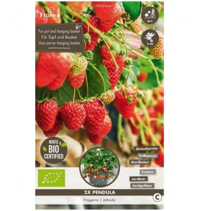 Jahodník převislý Pendula - Fragaria - prostokořenné sazenice jahodníku - 2 ks