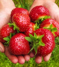 Jahodník Maxim - Fragaria ananassa - prostokořenné sazenice jahodníku - 3 ks