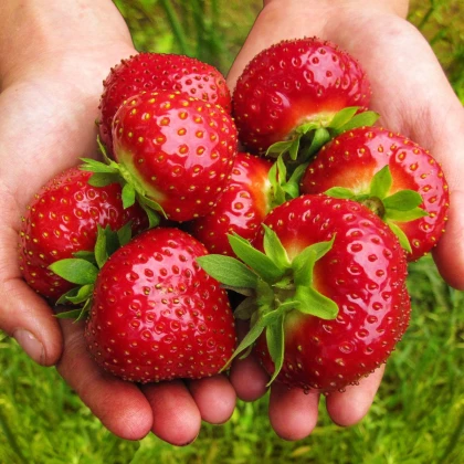 Jahodník Maxim - Fragaria ananassa - prostokořenné sazenice jahodníku - 3 ks