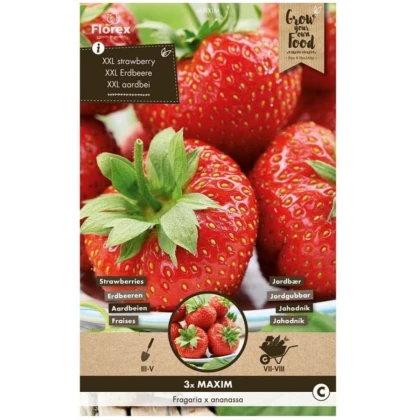 Jahodník Maxim - Fragaria ananassa - prostokořenné sazenice jahodníku - 3 ks