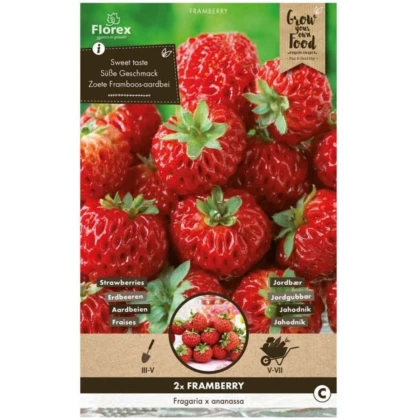 Jahodník Framberry - Fragaria - prostokořenné sazenice jahodníku - 2 ks